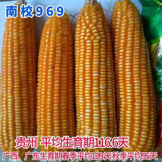 Asarum Guangxi Guizhou hard-grained corn seed Nanxiao 969 is suitable for sowing at an altitude of less than 800 meters and has strong resistance. Nanxiao 969 corn seed 2Jin Jin is equal to 0.5kg.