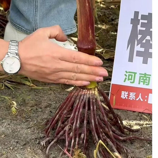 Dr. Stick R85ks corn seeds, high-yielding, short-stem, lodging-resistant, red-shaft corn seeds, disease-resistant and long-dented (Dr. Stick R85ks (pack of 14)