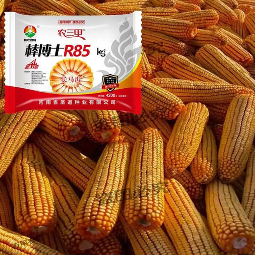 Dr. Stick R85ks corn seeds, high-yielding, short-stem, lodging-resistant, red-shaft corn seeds, disease-resistant and long-dented (Dr. Stick R85ks (pack of 14)