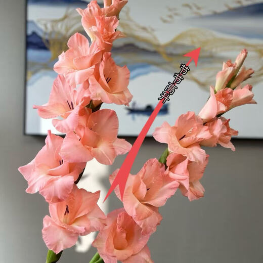 Pink gladiolus has high flowers, New Year's Eve flowers, Guangzhou sends Spring Festival decorations, Valentine's Day gifts, 65-70cm long, 5 pink gladioli flowers