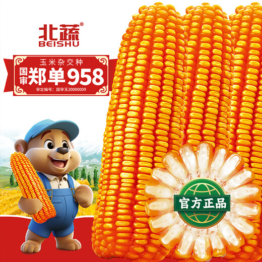 Beishu official authentic corn seeds produce tall and short big sticks, drought and lodging resistance, Zhengdan 958 national approved feed, Sichuan hybrid, Beishu selected Zhengdan 958 corn seeds, a total of 4Jin, Jin is equal to 0.5kg (1 mu of land)