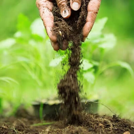 Onion, ginger, garlic, general soil cultivation, flower cultivation soil, nutrient soil, nursery soil, flowers, golden kudzu, special organic soil fertilizer, flower nutrient soil 30 Jin Jin equals 0.5 kg