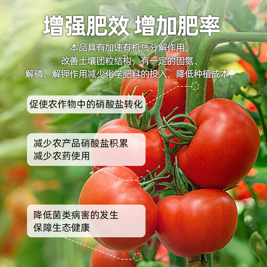 Haifa Trichoderma harzianum microbial agent in Haifa resists heavy cropping, prevents dead trees from root rot, takes root and inhibits soil-borne diseases