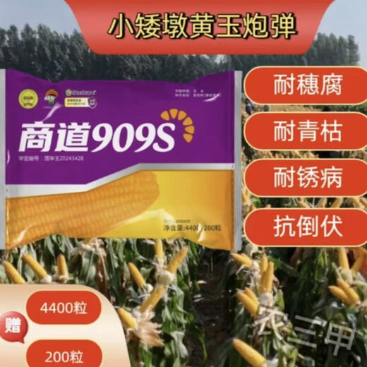 Nationally approved corn seed Shandao 909s high-yielding, disease-resistant, lodging-resistant, low-stem, big stick, high-quality early-maturing corn seed, 17 bags, 5 bags free