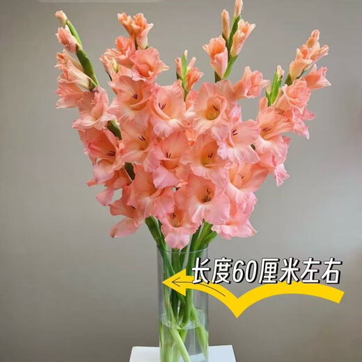 Pink gladiolus has high flowers, New Year's Eve flowers, Guangzhou sends Spring Festival decorations, Valentine's Day gifts, 65-70cm long, 5 pink gladioli flowers