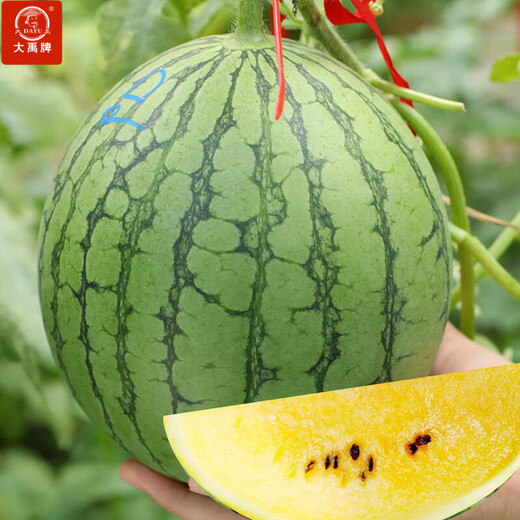 Dayu Yellow Heart Watermelon Seeds, Early Maturity, Yellow Skin, Red Flesh, Yellow Flesh, Special Xiaofeng Watermelon Seeds, Southern Fruit, Annie Oval Yellow Flesh Watermelon Seeds, 100 capsules