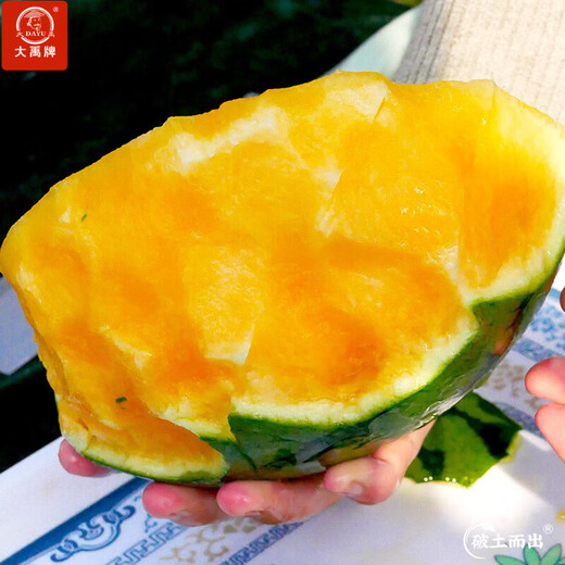 Dayu Yellow Heart Watermelon Seeds Complete Collection Early Maturity Yellow Skin Red Flesh Yellow Flesh Special Xiaofeng Watermelon Seeds Southern Fruit Rainbow Watermelon Seeds 5 capsules