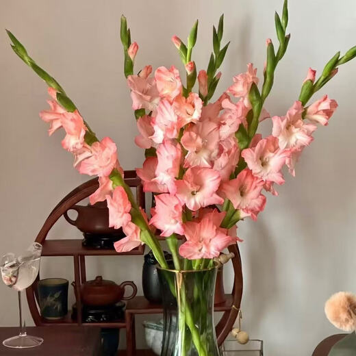 Pink gladiolus has high flowers, New Year's Eve flowers, Guangzhou sends Spring Festival decorations, Valentine's Day gifts, 65-70cm long, 5 pink gladioli flowers