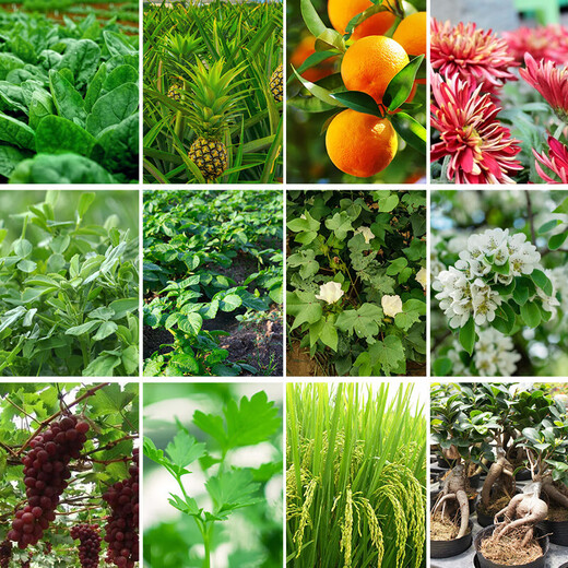 Sanliu Shanghai Tongrui Sanliu 3 gibberellic acid gibberellin 920 grape citrus seedless seedling growth regulator 25ml