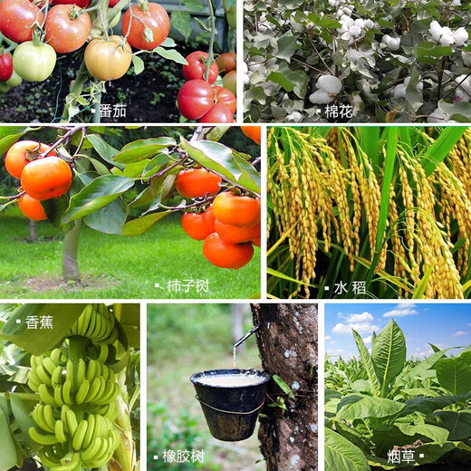 Anmeifu ethephon fruit ripening agent banana ethephon persimmon regulator tomato cotton ripening fruit 350ml*1 bottle