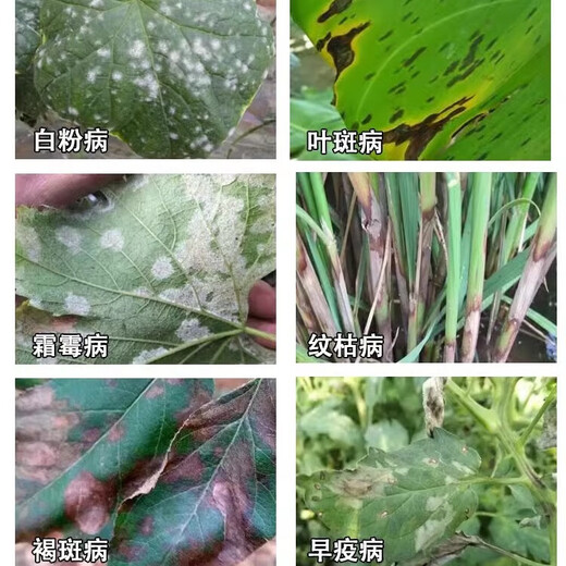 Azoxystrobin, ginger, cucumber, watermelon, anthracnose, powdery mildew, rust, pesticide, fungicide, Amicida 1000g