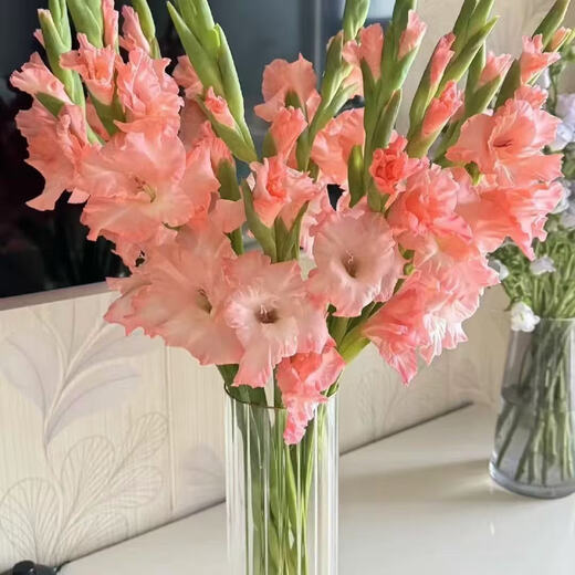 Pink gladiolus has high flowers, New Year's Eve flowers, Guangzhou sends Spring Festival decorations, Valentine's Day gifts, 65-70cm long, 5 pink gladioli flowers