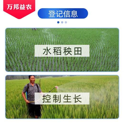 Guoguang paclobutrazol 15% multi-effect file plant growth regulator rice seedling field dwarfing agent tube dwarf growth promotion anti-crazy growth medicine 500g