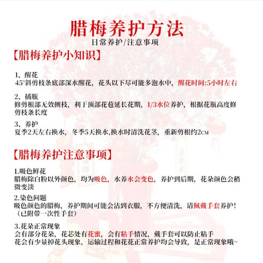 Australian Wintersweet, New Year's Eve Flowers, Fresh Cut Flowers, Household Water-raised Flower Arrangements, Yunnan Straight Hair Flower Bouquet, Long-lasting Real Flowers, 1 Bundle of Yellow Wintersweet (About 200g), Color Absorption