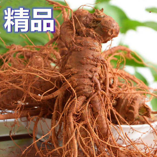 Notoginseng de notoginseng de Panax fresco de Yunnan Wenshan Panax Notoginseng con raíces campos frescos Vino climado 250g 500 g [Selección de cinco años de Notoginseng fresco de Panax] 5 Total 500G