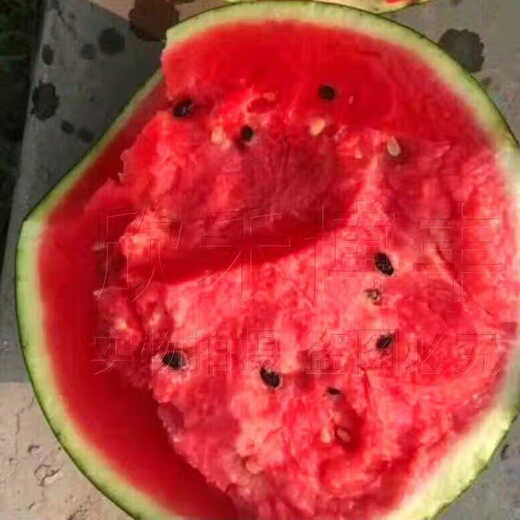 High-resistant high-quality 18 watermelon seeds, no pruning, no forking, extra large resistance to heavy cropping, sweetness level 14, lazy man watermelon seeds 50g original high-resistant high-quality 18 3 cans
