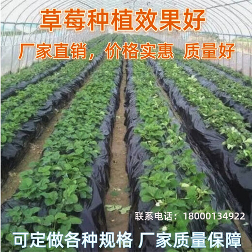 Ground black mulch plastic film for agricultural planting thickened anti-aging weeding insulation moisturizing and anti-weed greenhouse fruit tree greenhouse 11Jin Jin is equal to 0.5 kg black 1 silk thick 1.3 meters wide 345 meters long field style