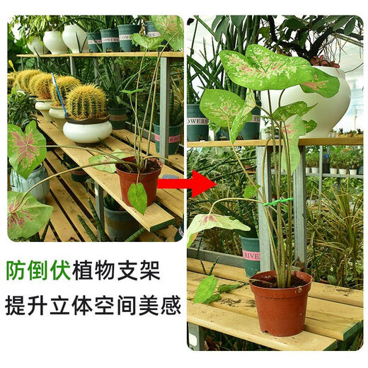 
Beautiful Monstera Support Fixer Anti-Lost Spring Feather Support Hydroponic Branches Flower Pot Flower Floor Anti-Split Climbing Frame 3 Sets Total 12 [Four Sizes]