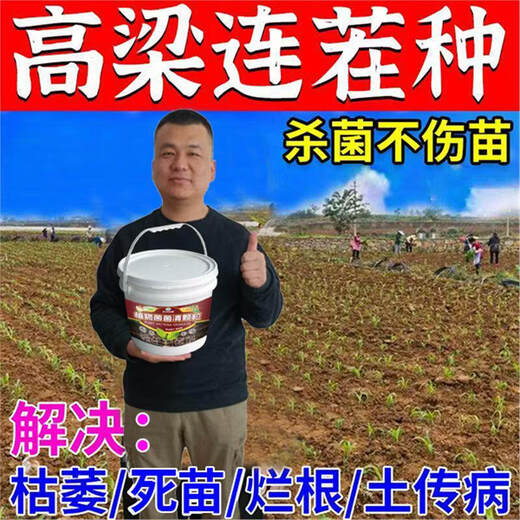 Cat sorghum field anti-heavy cropping soil-borne disease agent is sprayed directly to condition the soil to resist heavy stubble and solve root rot. Sorghum soil agent_sorghum field anti-heavy cropping 3 barrels