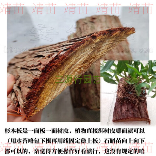 Dendrobium hanging planting, fir bark board, fir board, fir board instead of snake board, special planting for dendrobium, fir board 50x9-10cm, 3 boards, holes drilled at both ends with wire hooks