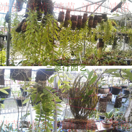 Dendrobium hanging planting, fir bark board, fir board, fir board instead of snake board, special planting for dendrobium, fir board 50x9-10cm, 3 boards, holes drilled at both ends with wire hooks