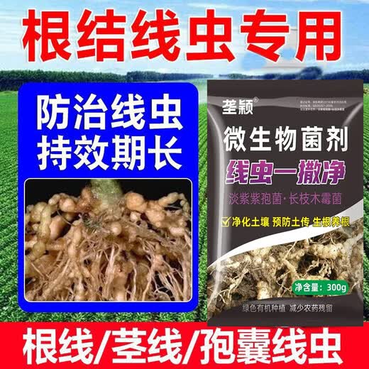 垄颖根结线虫专用药根腐病根线净淡紫紫孢菌淡紫拟青霉根腐根瘤冲施肥 【10袋装】量大更优惠