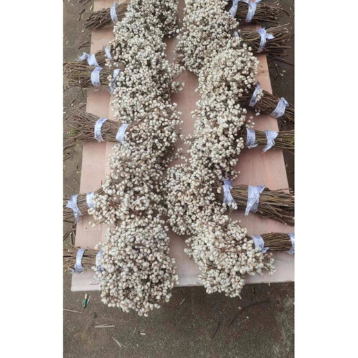 Jatu Dace Dried Flowers, Dried Branches, Small White Fruits, Chinese Tallow Fruit Bouquets, Flower Arrangements, Pine Tree Decorative Branches, Plants, Christmas Trees, Nordic Style Bouquets, This Year’s New Harvest of Small White Fruits, 1Jin Jin is equal to 0.5kg (15-25cm), Dried Flower Package