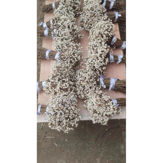 Jatu Dace Dried Flowers, Dried Branches, Small White Fruits, Chinese Tallow Fruit Bouquets, Flower Arrangements, Pine Tree Decorative Branches, Plants, Christmas Trees, Nordic Style Bouquets, This Year’s New Harvest of Small White Fruits, 1Jin Jin is equal to 0.5kg (15-25cm), Dried Flower Package