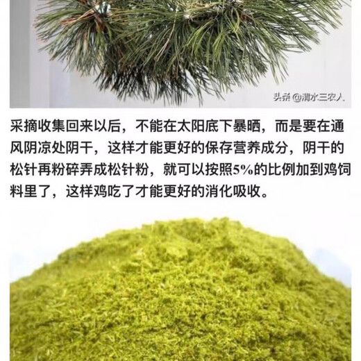 Cat pine needle powder feed for general purpose for veterinary livestock and poultry to promote egg production and milk production 80 Jin Jin equals 0.5 kg 40 Jin Jin equals 0.5 kg Feed pine needle powder for veterinary livestock and poultry general purpose to increase egg production