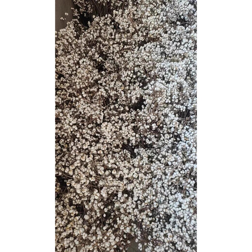 Jatu Dace Dried Flowers, Dried Branches, Small White Fruits, Chinese Tallow Fruit Bouquets, Flower Arrangements, Pine Tree Decorative Branches, Plants, Christmas Trees, Nordic Style Bouquets, This Year’s New Harvest of Small White Fruits, 1Jin Jin is equal to 0.5kg (15-25cm), Dried Flower Package