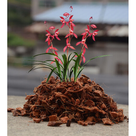 Special nutrient soil for orchids, small coconut shell bricks, coarse coconut bran, Phalaenopsis orchid dendrobium plant material, coarse coconut blocks, compressed desalted coconut bricks, 4 pieces of fine coconut bricks + 250 grams of organic fertilizer (seeds included)