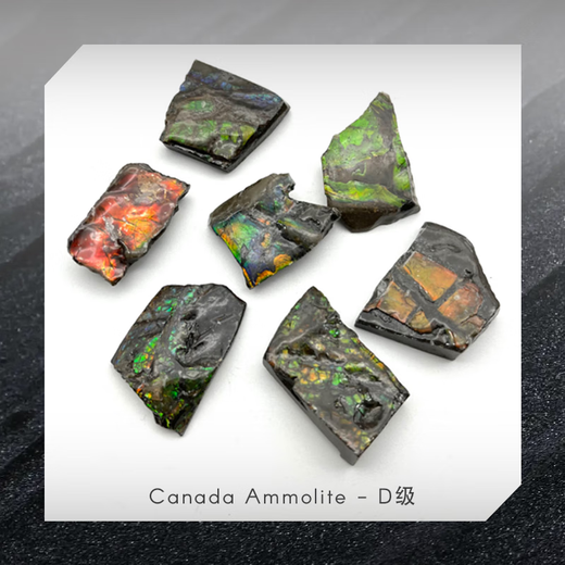 Fanluxe Canadian Ammonite Sample Crushed Stone Edge Material Crushed Stone Fossil Ornament Collection C Grade (One will be shipped randomly)