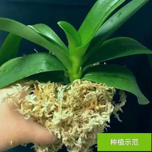 Natural dry dry moss moss orchid Phalaenopsis planting Dendrobium flower pot special nutrition soil Phalaenopsis Special selection 12L sphagnum moss 2 packs