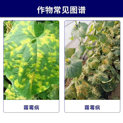 先正达翼选72%百菌清黄瓜霜霉病农药杀菌剂悬浮剂农资农用500ml*1瓶