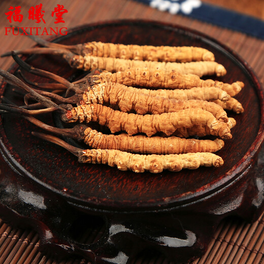 福曦堂 那曲冬虫夏草 高海拔虫草 那曲虫草 西藏冬虫夏草 1根冬虫夏草的价格 5根/克的大小 1根的价格