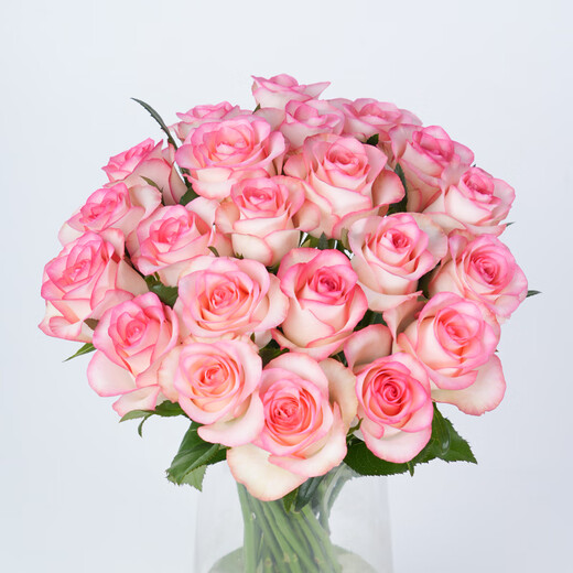 Jingdong Flowers Aisha rose 20 branches slightly spread flower type soilless cultivation home flower arrangement bouquet Shandong base direct delivery