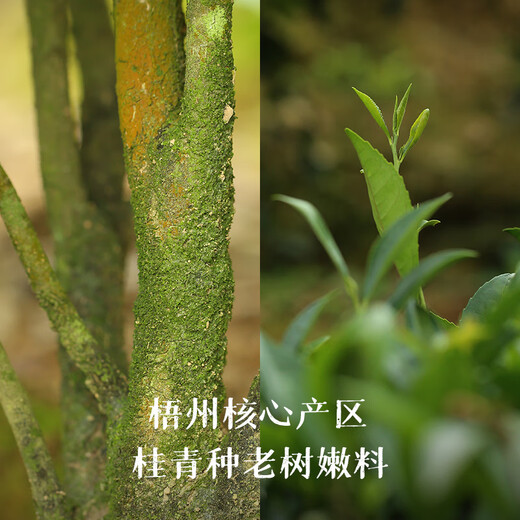 Little Senior Sister Reviews Tea Almond Fragrance Liubao Tea 2008 Guangxi Liubao Tea Special Black Tea Little Senior Sister Reviews Tea 520 Almond Fragrance 5kg