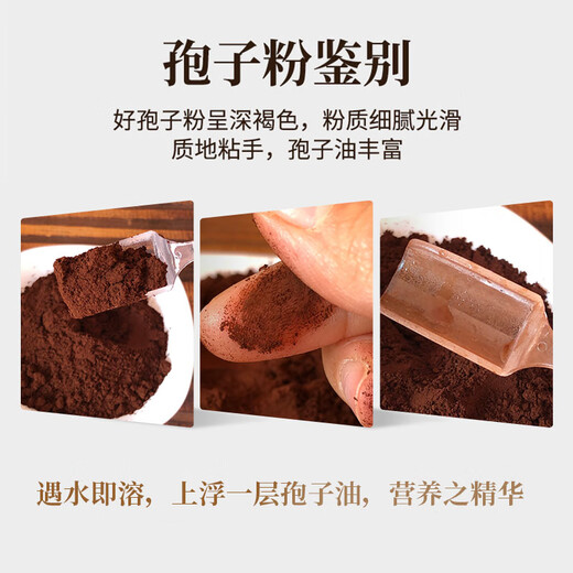 Baishantoudao Ganoderma Lucidum Spore Powder Box Baish 500g authentique authentique authentique et vendu Basswood Ganoderma Lucidum Linzhi Robe Powder Powder Powder Box Box Box (500g de qualité de qualité Dou Powder)