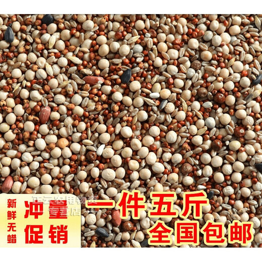 Pigeon food corn-free pigeon food wholesale pigeon food racing pigeon nutrition food pigeon food young pigeon meat pigeon old pigeon pigeon food corn-free pigeon food 5Jin Jin is equal to 0.5 kg