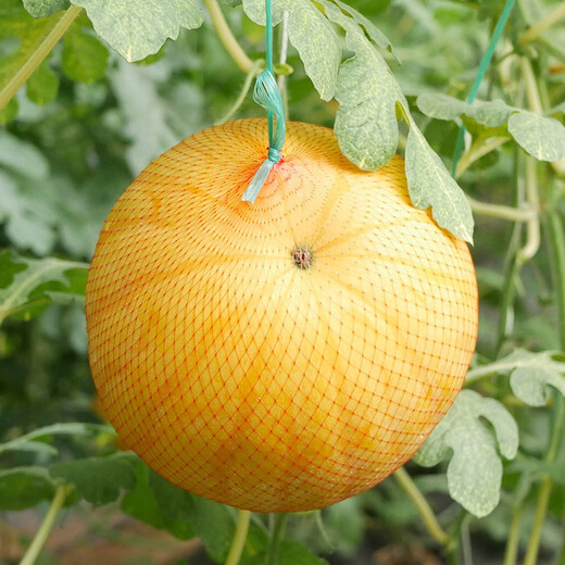 Dayu's yellow skin and red flesh watermelon seeds seedlings extra large watermelon yellow heart and yellow flesh extra sweet early maturing fruit seeds suitable for the south Jinlinglong watermelon seeds 100 capsules/bag (red flesh)