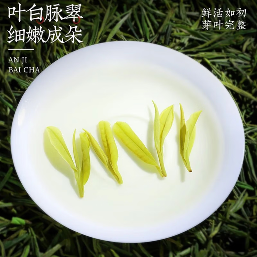 Chen Yifan rare white tea tea green tea Anji Baiye No. 1 tea tree fresh leaves and buds rare white tea 4 cans total 200g Chen Yifan rare white tea tea green tea Anji Baiye No. 1 tea tree fresh leaves and buds rare white tea 4 cans total 200g