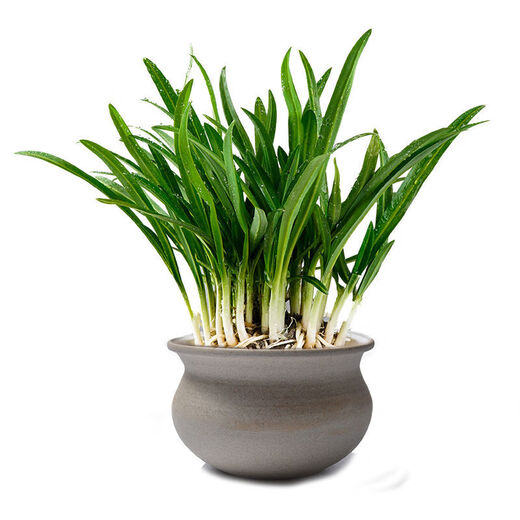 Guizhou native specialty authentic stone leek, large broad-leaf leek, Guanyin giant leek, wild broad-leaf potted leek root, 60 medium seedlings, dug with mud, no pots guaranteed to arrive fresh