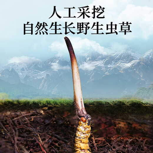 雷允上野生冬虫夏草4根/g 50g约200根西藏那曲虫草礼盒高端送领导