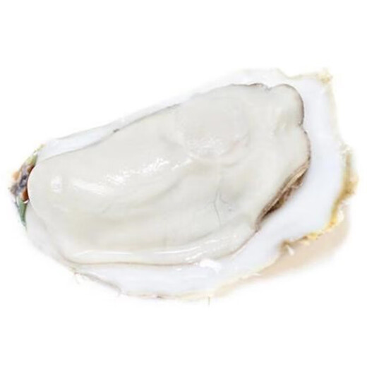 Fresh oysters 230-330g/piece