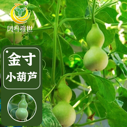 Fengming Yashi Xiaoya gourd seeds treasure gourd climbing vines ornamental vegetables melon and fruit seeds gold-inch small gourd seeds 20 capsules