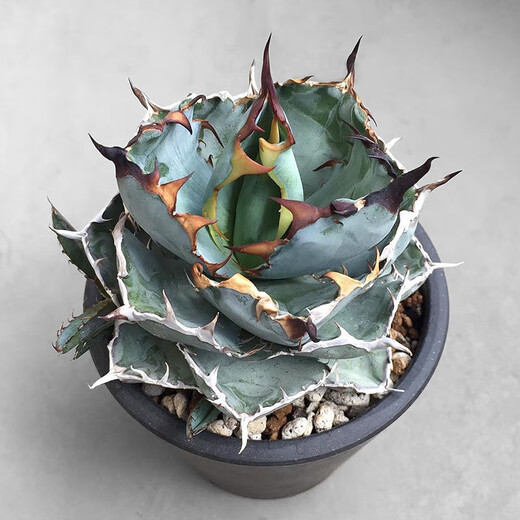 Hanchangwu Frische Märchenpflanzen, Blue Whale Agave One Shot, Premium kleine und mittlere Agave Sukkulente Pflanzen 9108 Größe Vergleich von 10 cm