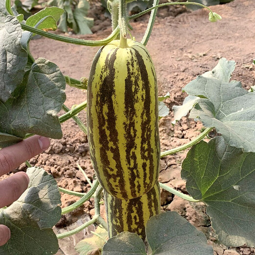 Zhongke Maohua Melon Fruit Seeds Bomei 91 Melon Seeds Flower Skin Green Flesh Peel High Toughness Boyang Series 91 Type Resistant to Transportation Bomei 91 2000 capsules/bag Large-scale planting