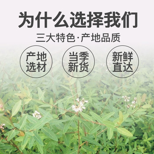 Wannongshan Luobuma Tee Xinjiang Authentische besondere wilde Bud Tender Blatt Tee Gesundheit Tee kann als Schnee -Chrysanthemen -Gips Blau -Grün Monsun Ulmoides Ulmoides 250g verwendet werden