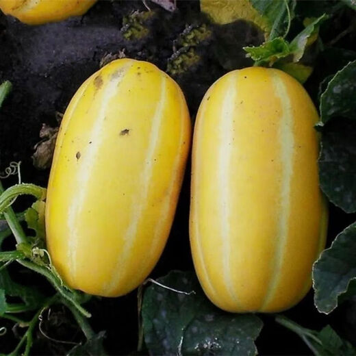 Gaga Sweet Northeastern Cantaloupe Seeds Yellow Melon Fruit Seeds Easy to Plant in Spring and Autumn Old Farm Varieties with High Sugar Content Original Factory Packaging 5 Packs + Song Fertilizer Gaga Sweet Melon Seeds About 50 Tablets - Pack