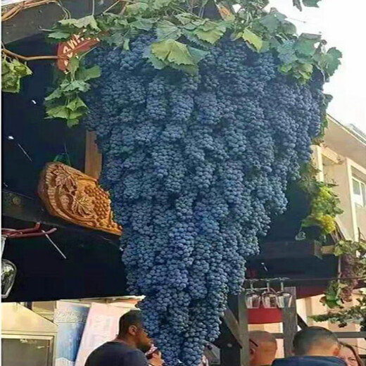 Grape seeds potted fruit tree seeds grape balcony fruit seeds grape tree raisin planting Goldfinger grape seeds 28 capsules p